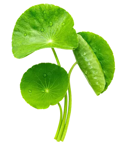 Centella Asiatica